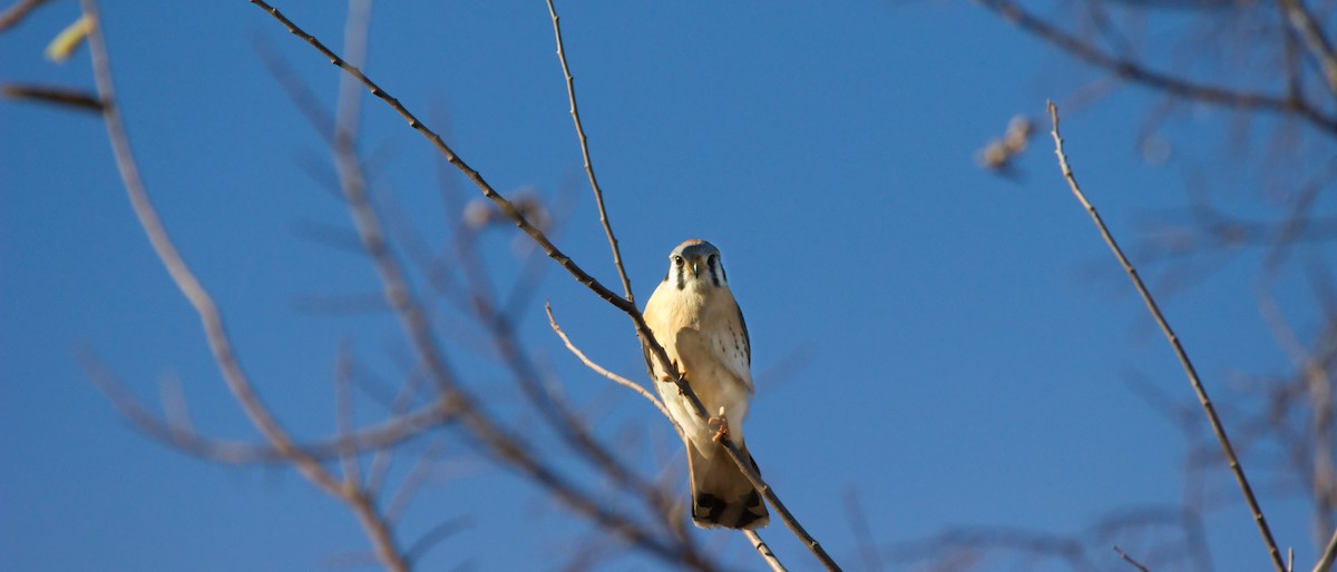 American Kestrel - ML646834172