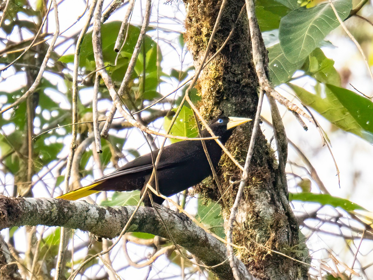 Crested Oropendola - ML646834174
