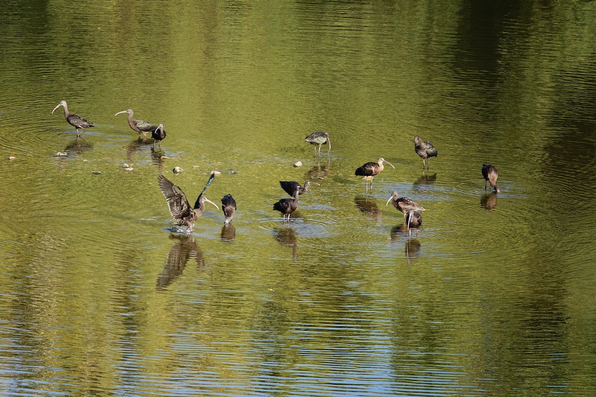 Beltzaran arrunta - ML646834175