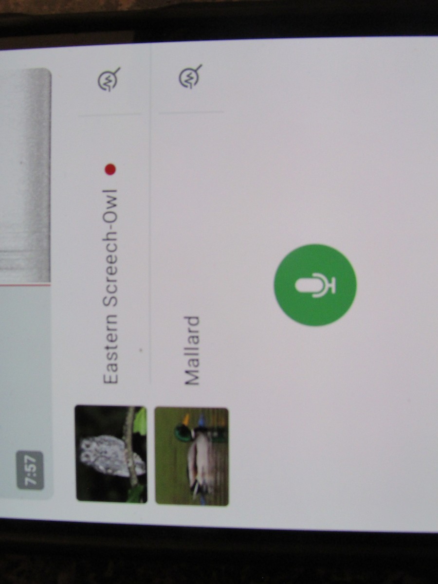 Eastern Screech-Owl - ML646834177