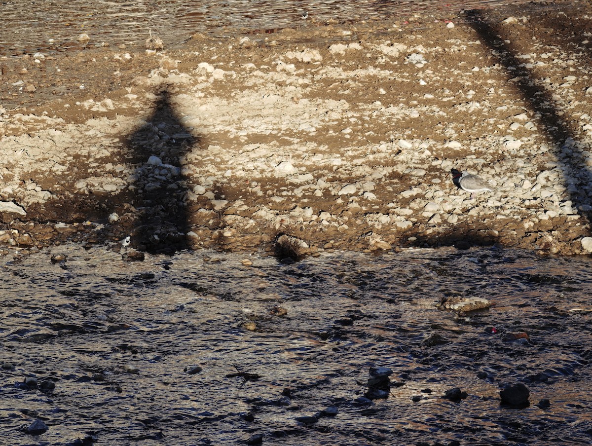 Ibisbill - ML646834178