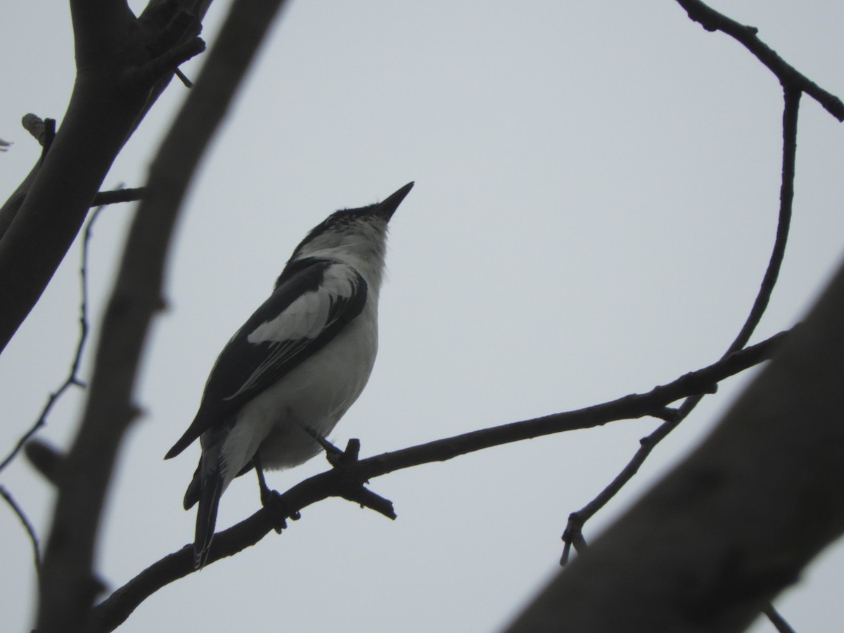 White-winged Triller - ML646834179