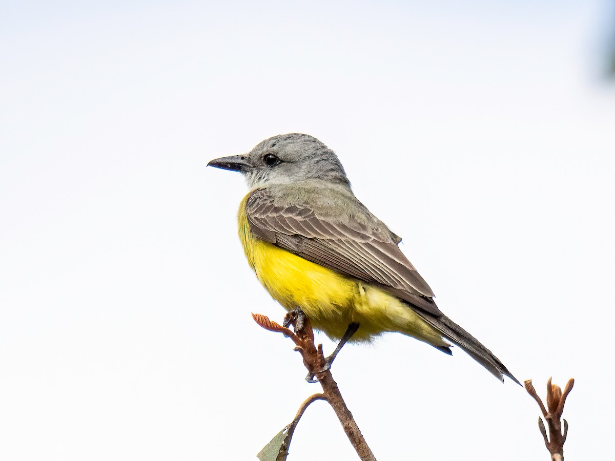 Tropical Kingbird - ML646834180