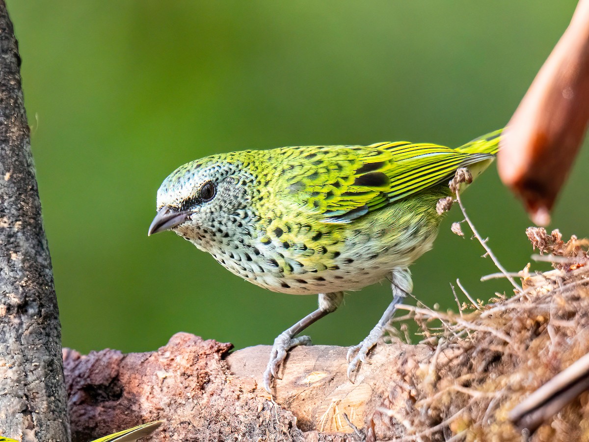 Spotted Tanager - ML646834184
