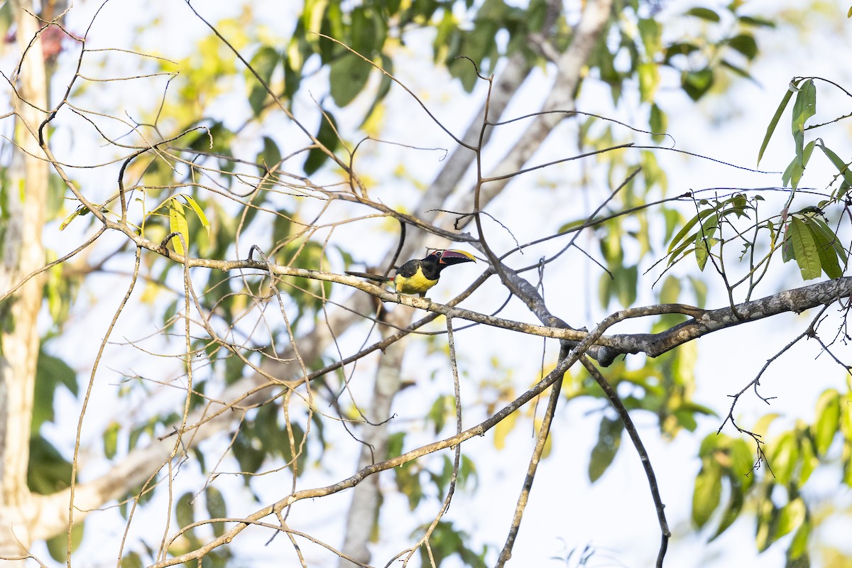 Green Aracari - ML646834185
