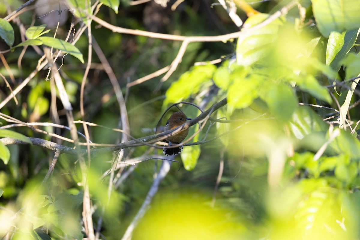 Amazonian Antshrike - ML646834187