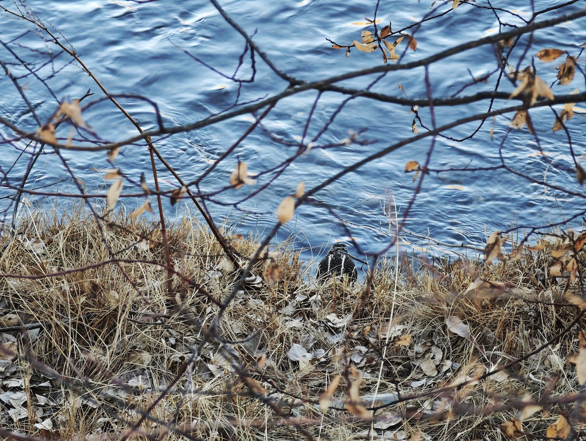 Solitary Snipe - ML646834188