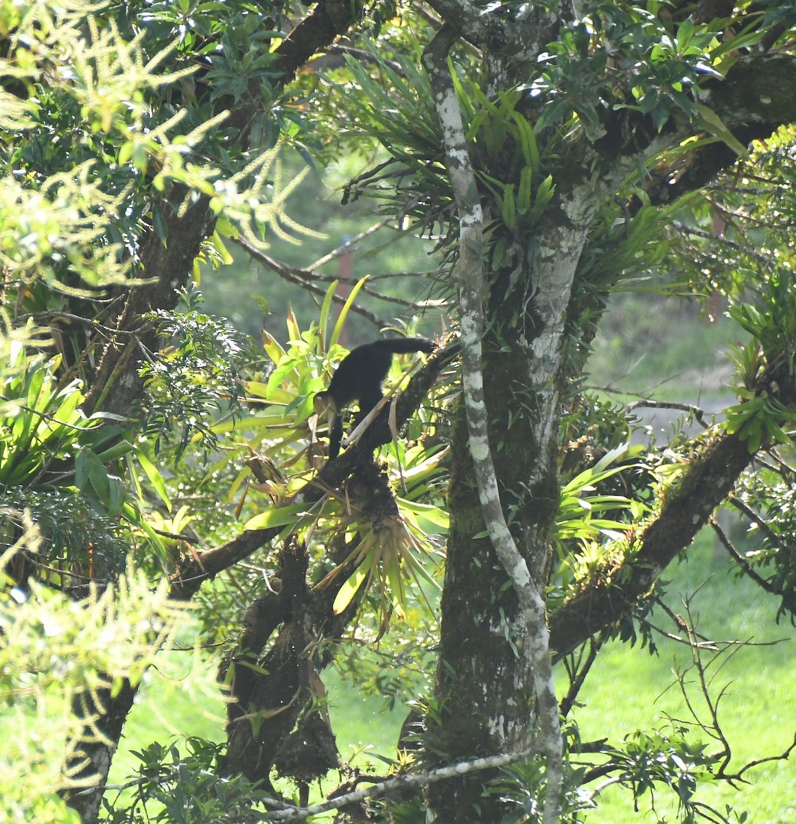 Cebid Monkeys - ML646834192