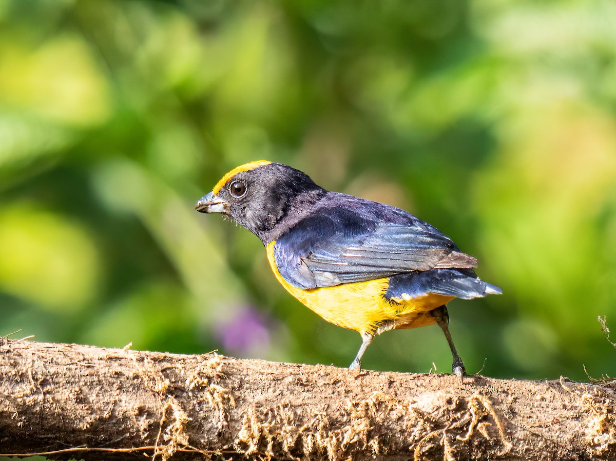 Orange-bellied Euphonia - ML646834193