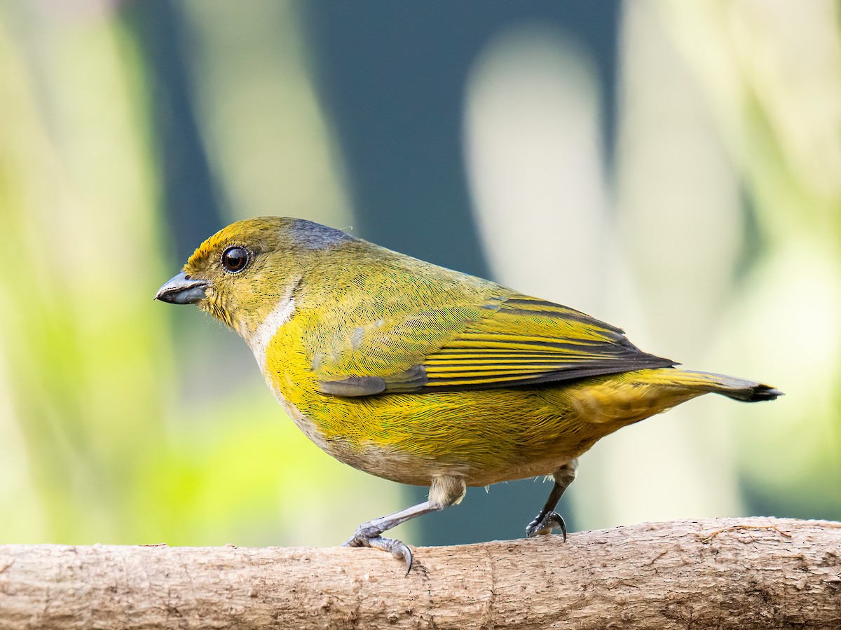 Orange-bellied Euphonia - ML646834194