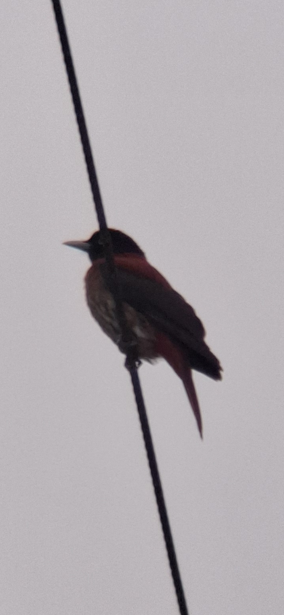 Maroon Oriole - ML646834196