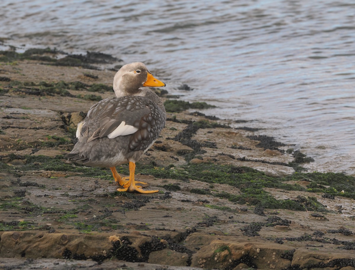 Malvinetako lurrun-ahatea - ML646834197