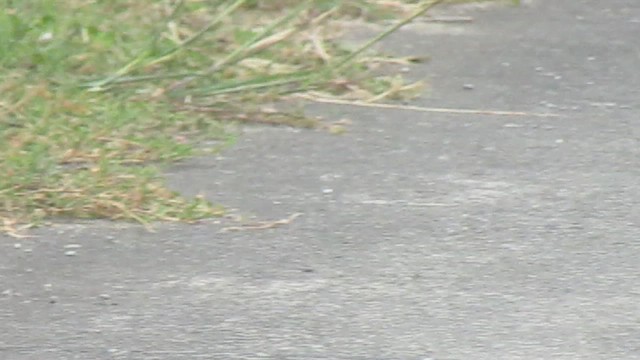 Txirta ekialdetarra - ML646834202