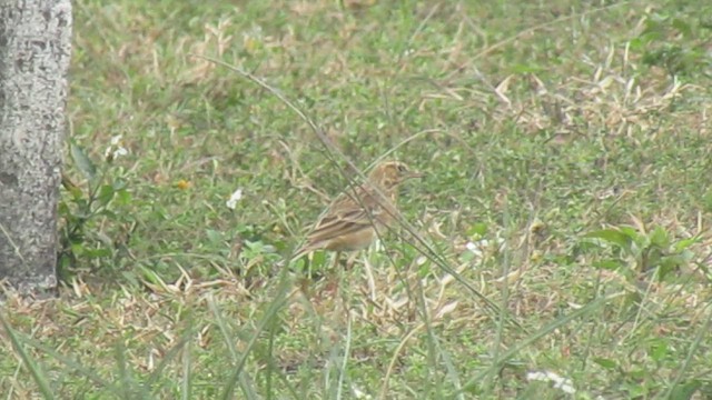 Txirta ekialdetarra - ML646834203