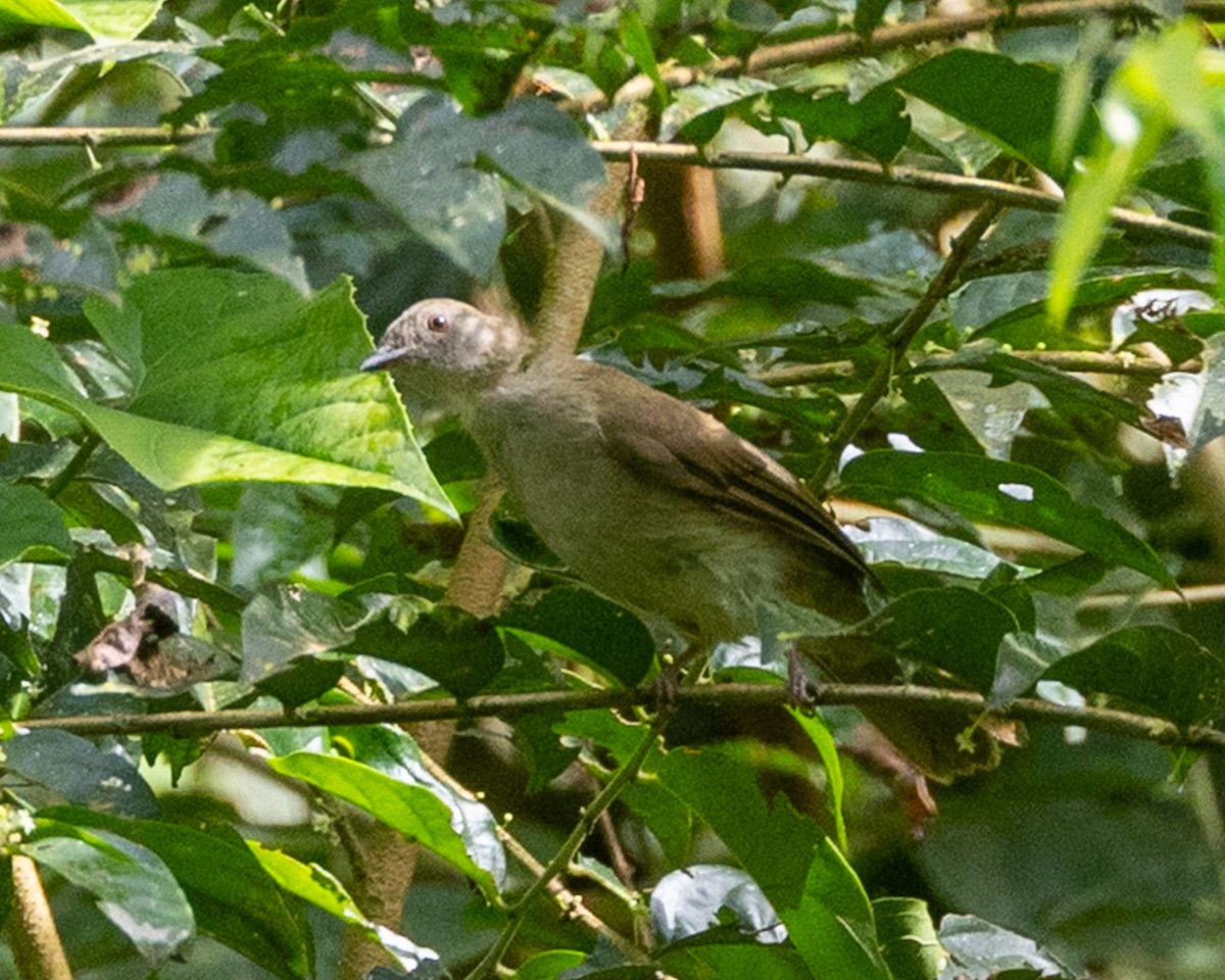 Spectacled Bulbul - ML646834205