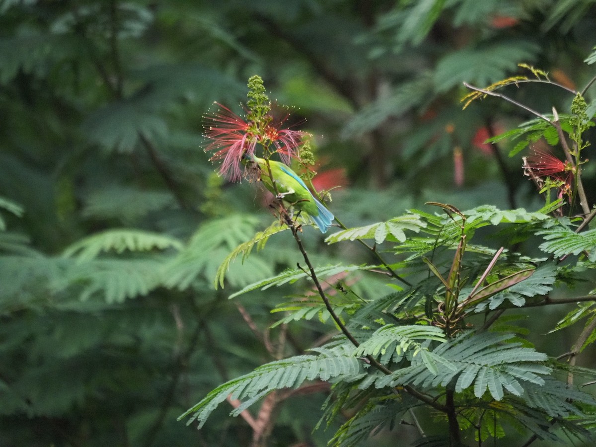 Blue-winged Leafbird - ML646834206