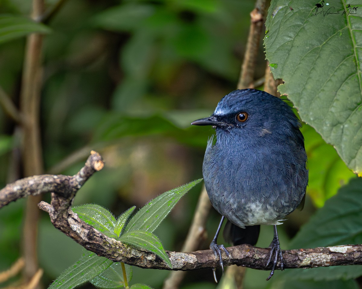 White-bellied Sholakili - ML646834207