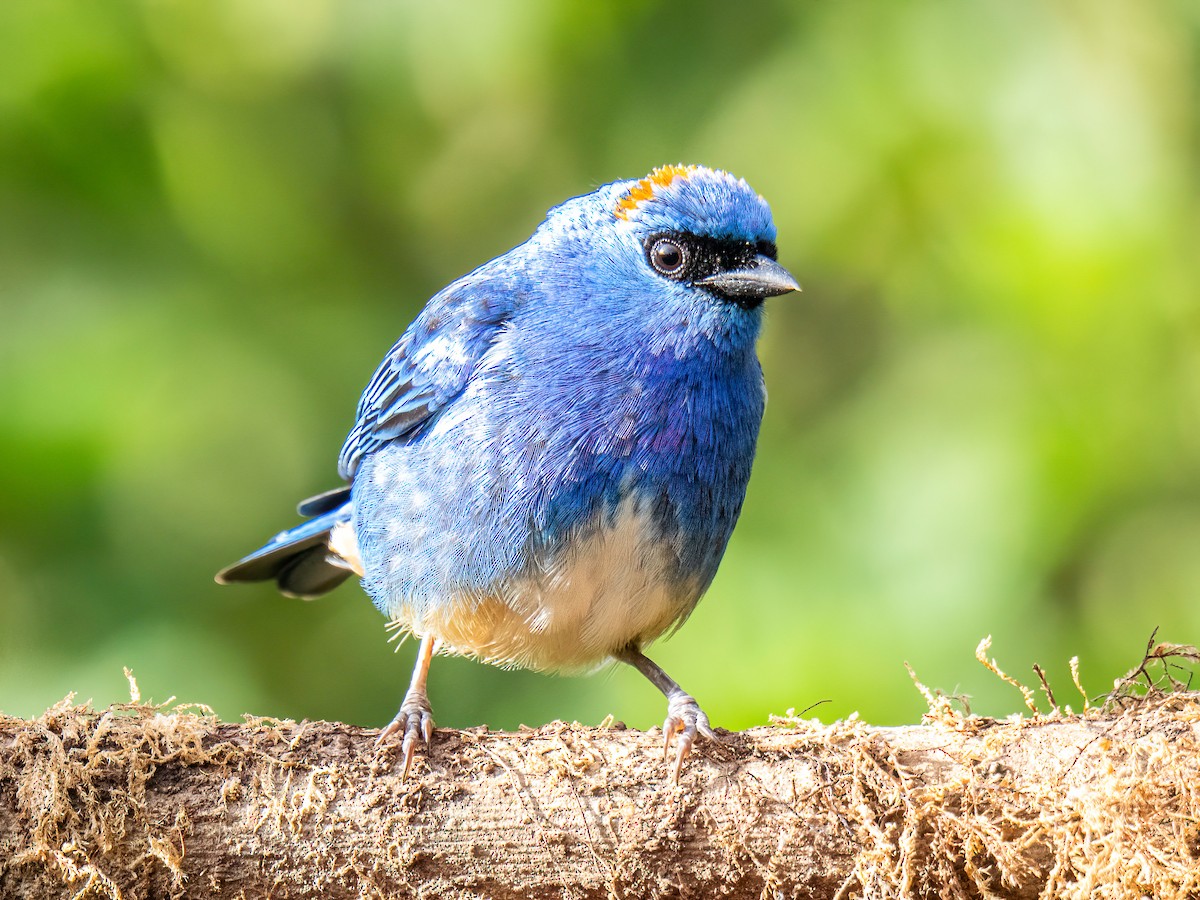 Golden-naped Tanager - ML646834209
