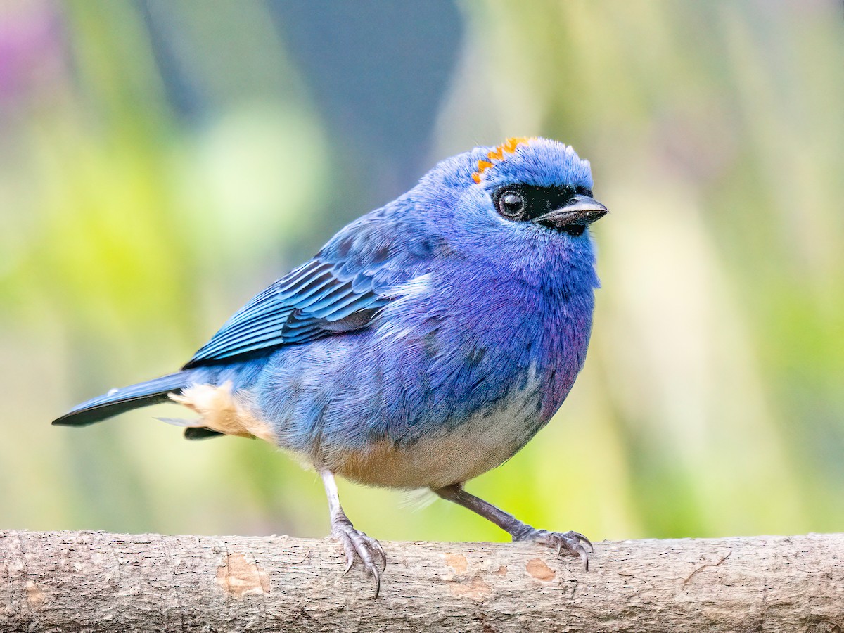 Golden-naped Tanager - ML646834210