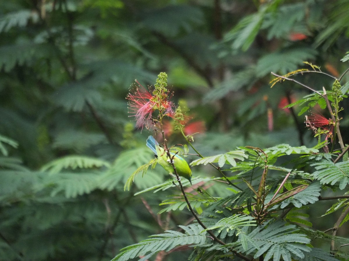 Blue-winged Leafbird - ML646834211