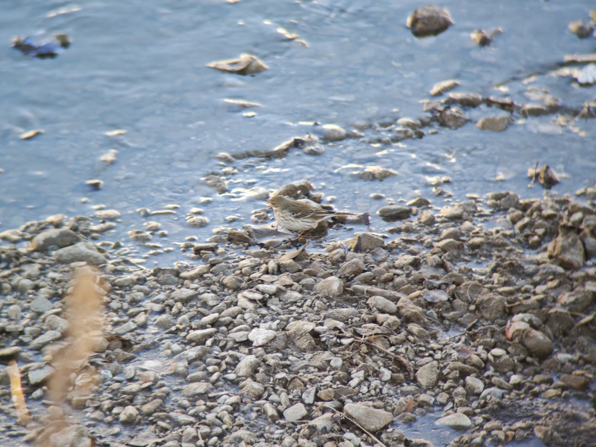 Mendi-txirta - ML646834213