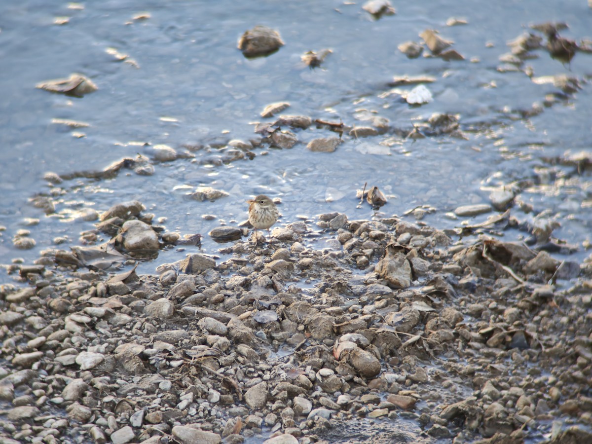 Mendi-txirta - ML646834214