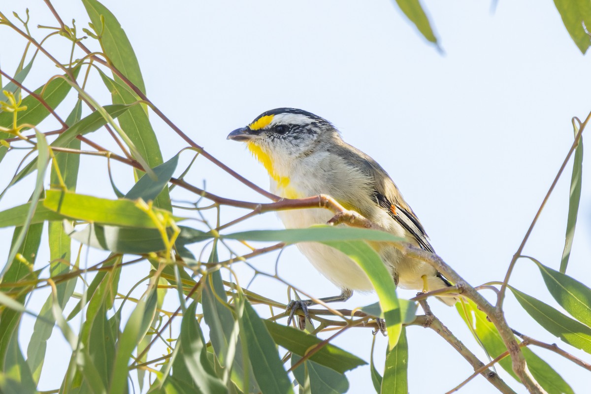Striated Pardalote - ML646834215