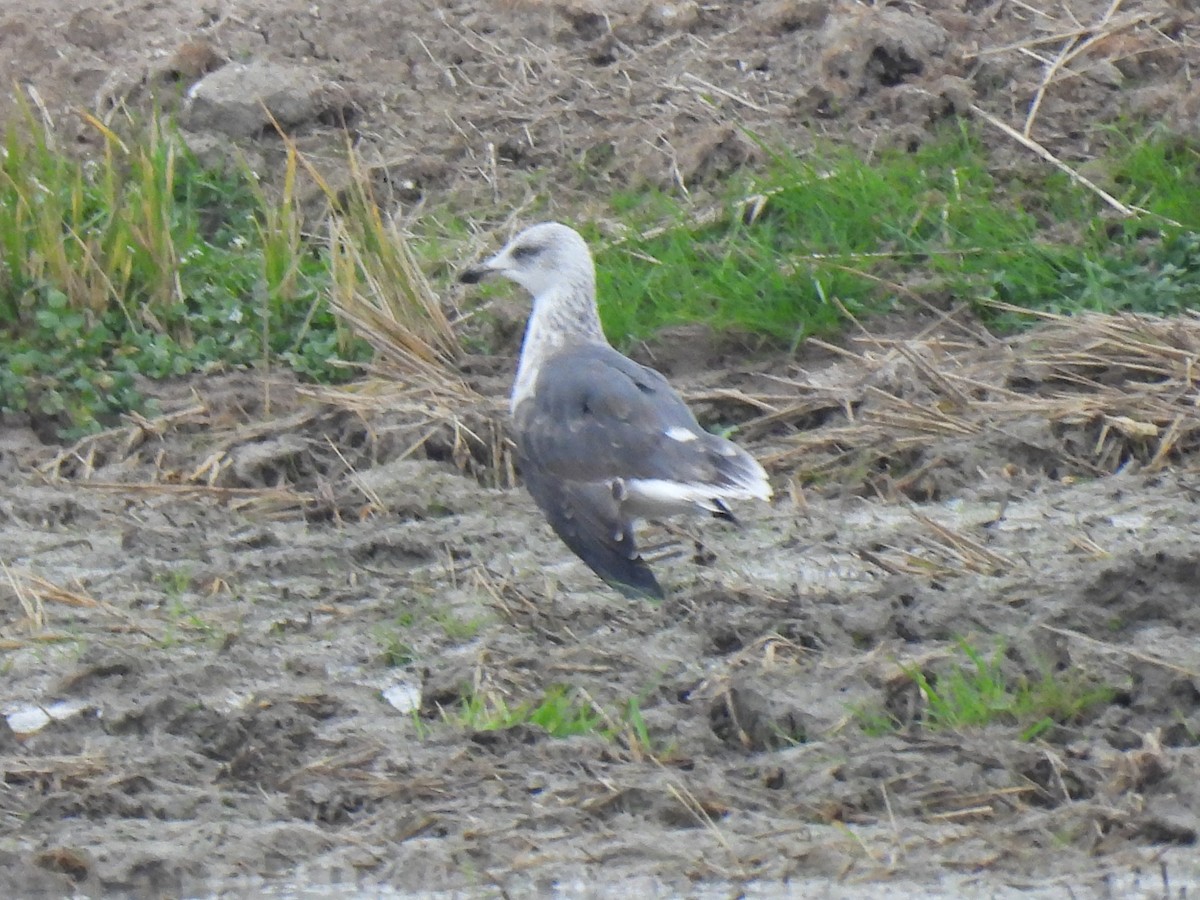 Kaio iluna - ML646834217