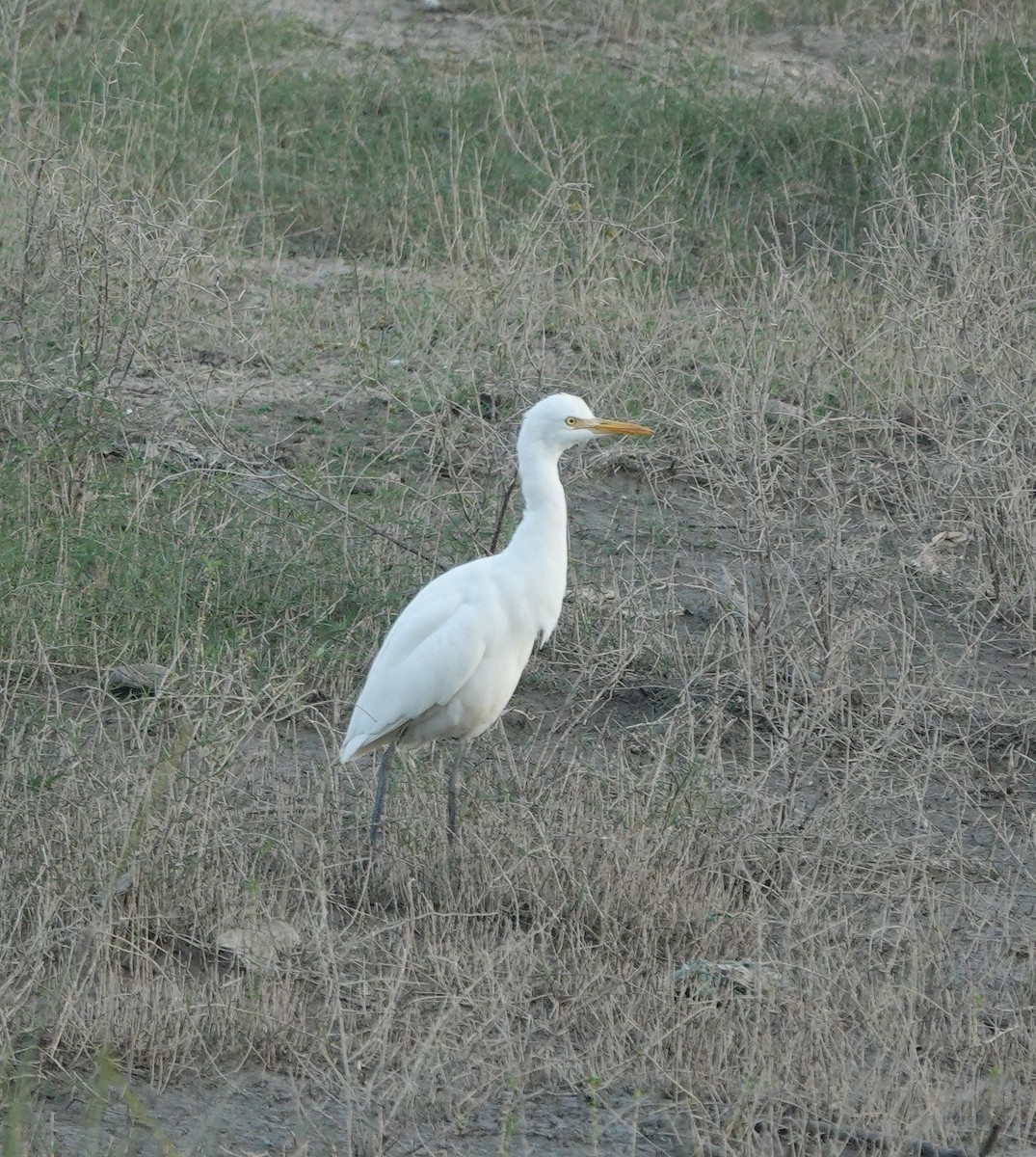 Eastern Cattle-Egret - ML646834218
