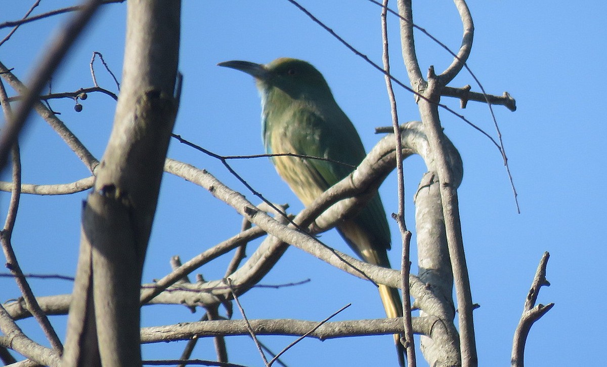Blue-bearded Bee-eater - ML646834219