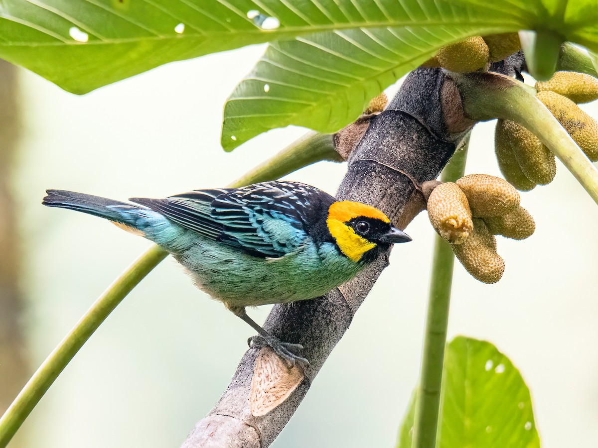 Saffron-crowned Tanager - ML646834220