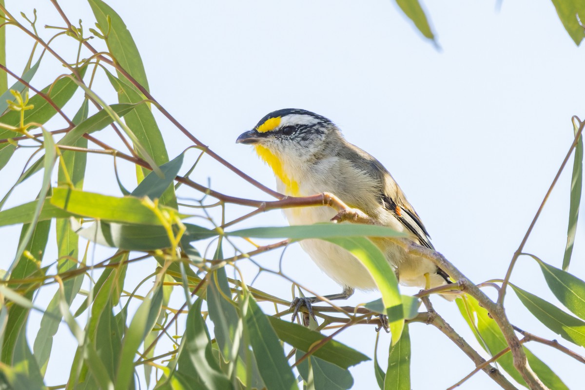 Streifenpanthervogel - ML646834222