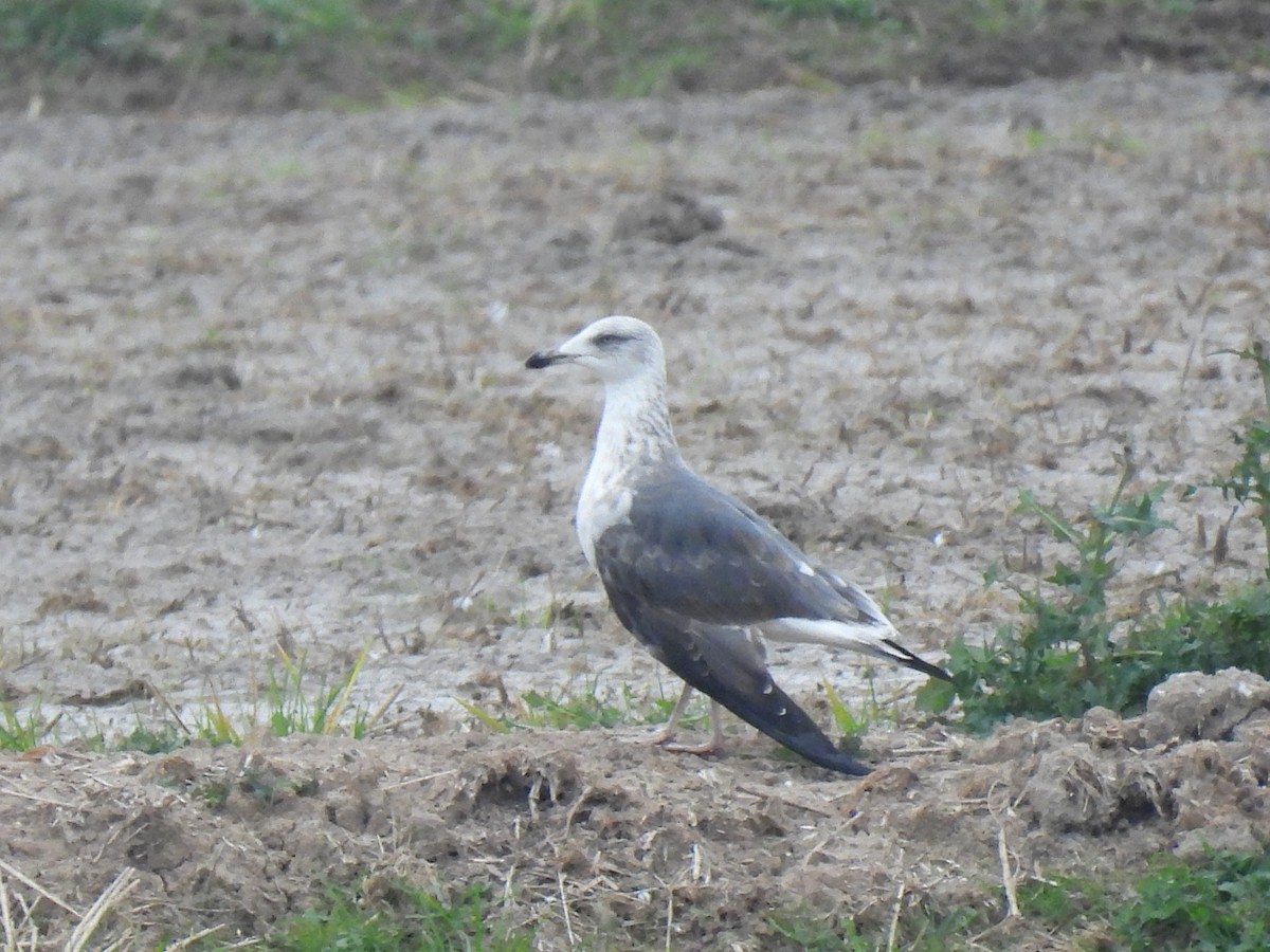 Kaio iluna - ML646834223