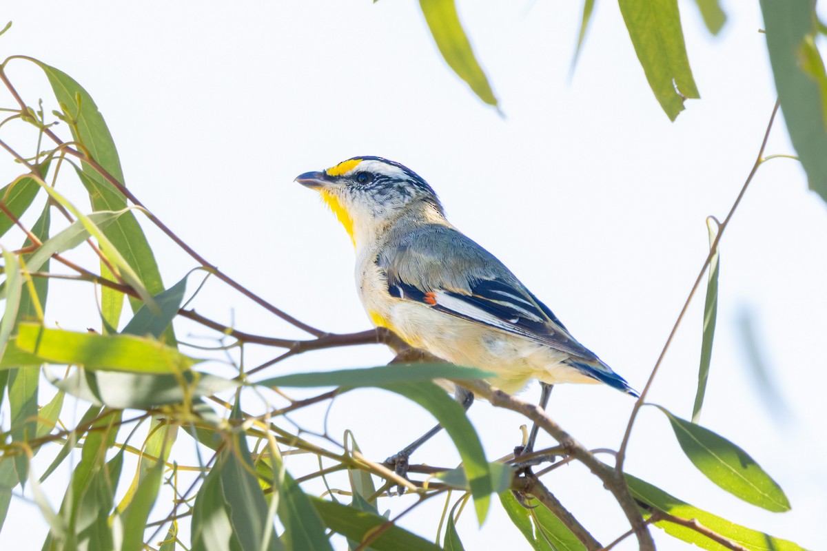 Streifenpanthervogel - ML646834224