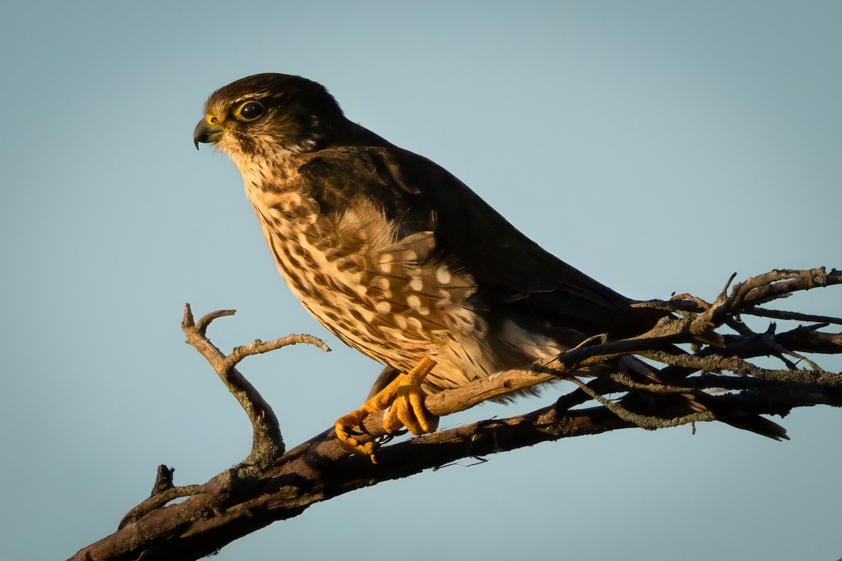 Merlin - ML646834225