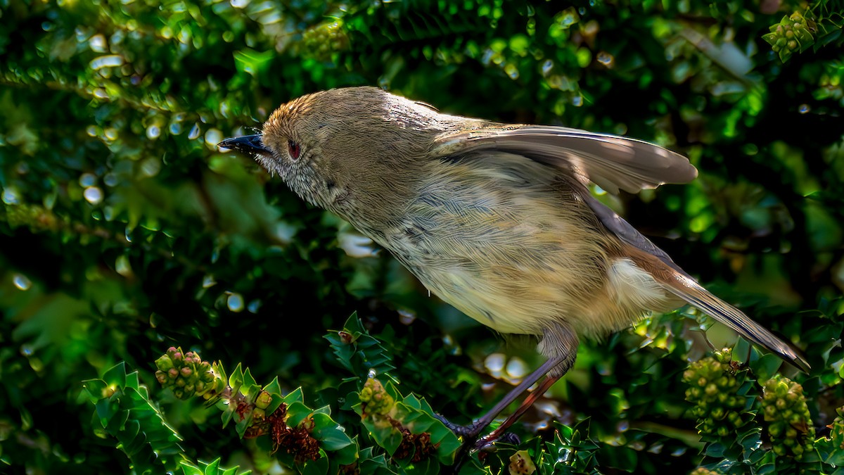 Малая шипоклювка - ML646834226