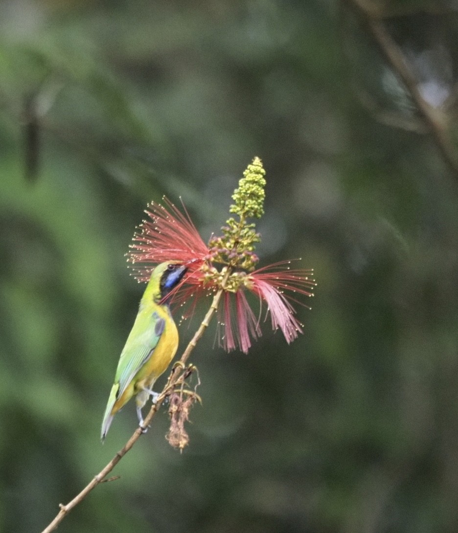 Orange-bellied Leafbird - ML646834228