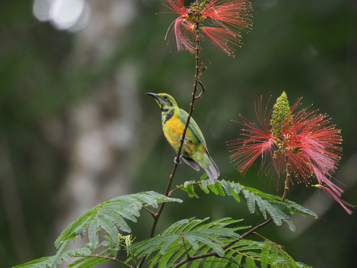 Orange-bellied Leafbird - ML646834229