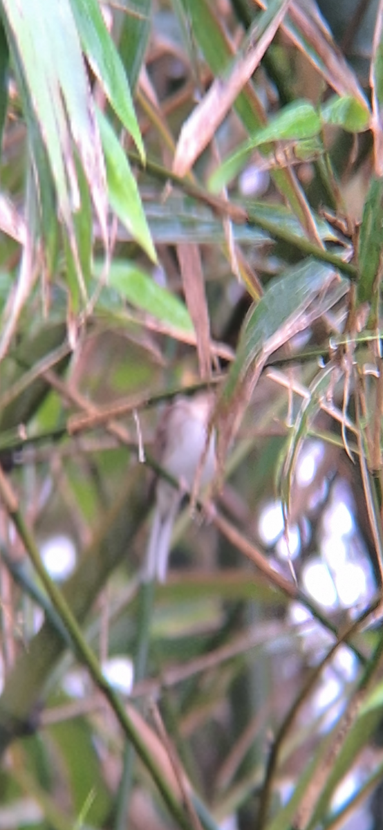 Yellow-throated Bunting - ML646834235