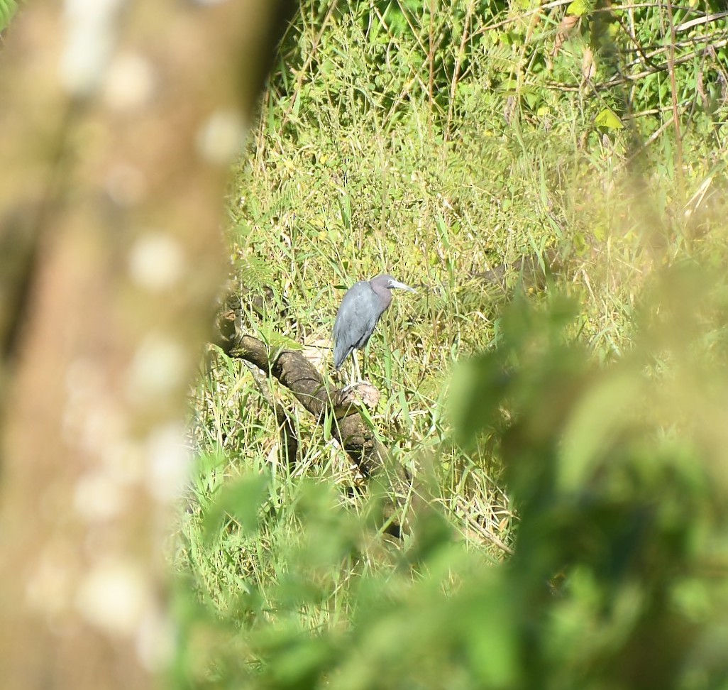 Little Blue Heron - ML646834244