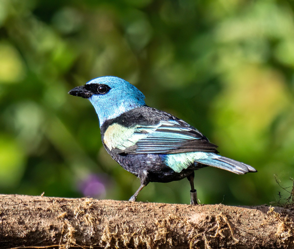 Tangara Cabeciazul - ML646834245