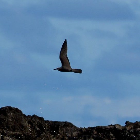 Braunnoddi - ML646834247