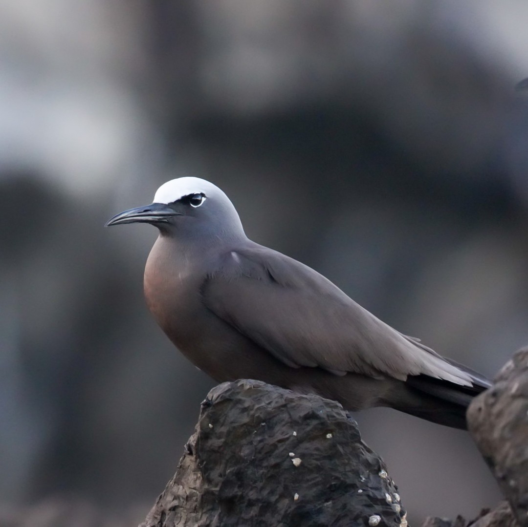 Braunnoddi - ML646834248