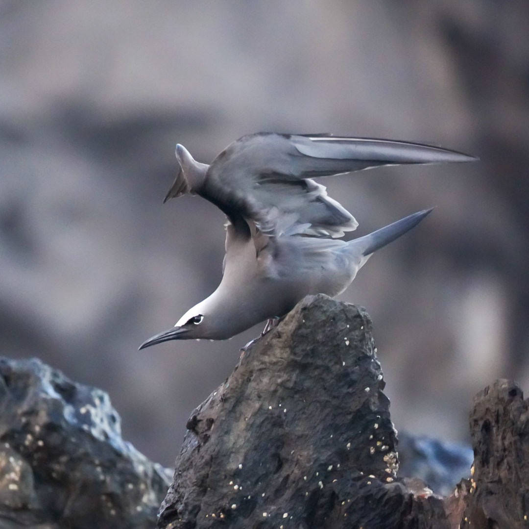 Braunnoddi - ML646834250