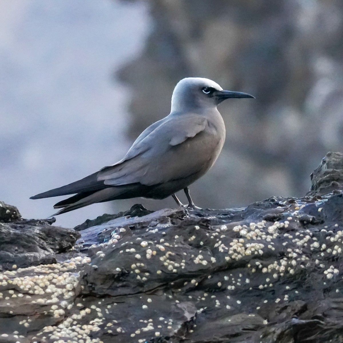 Braunnoddi - ML646834251