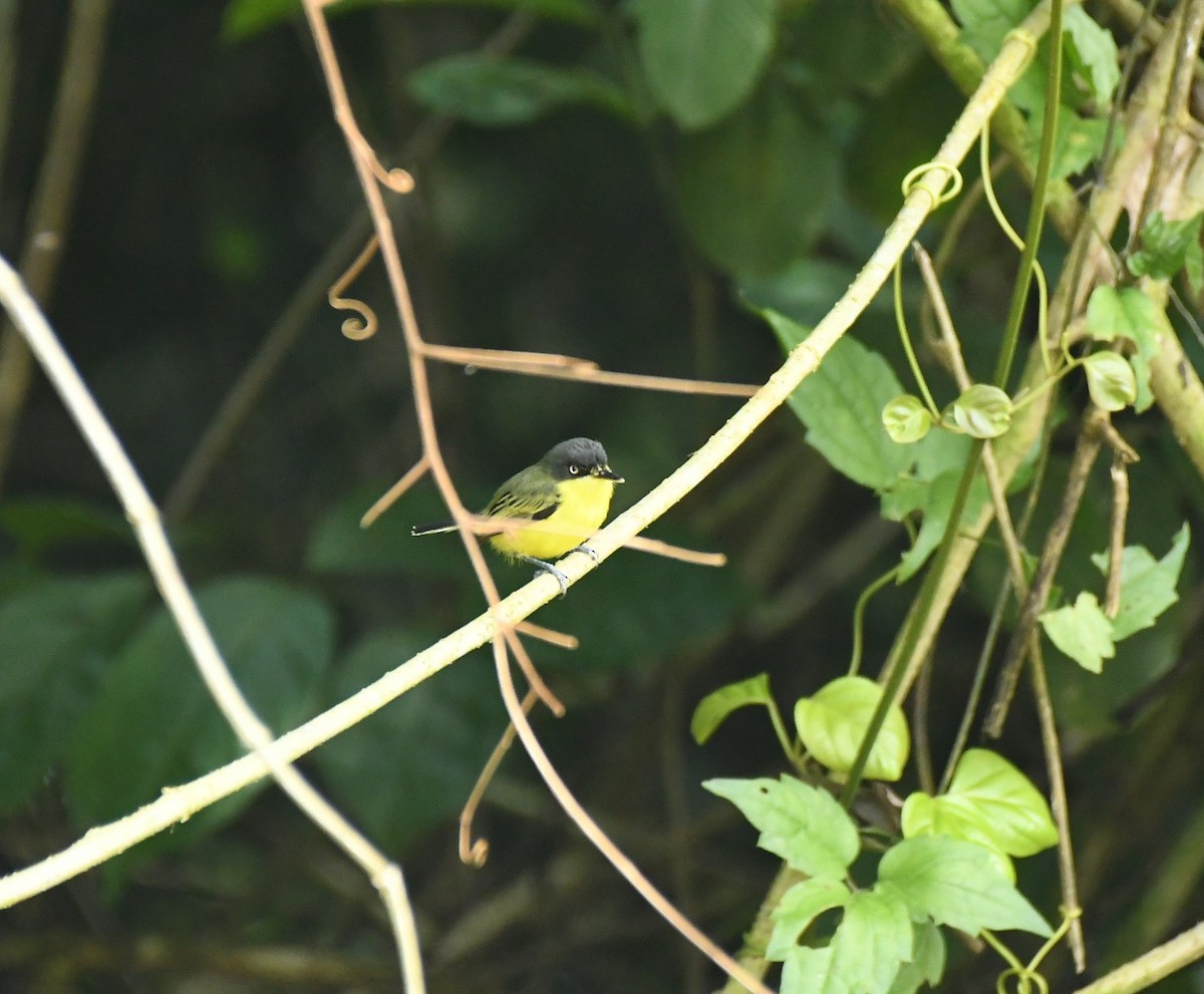 Common Tody-Flycatcher - ML646834252