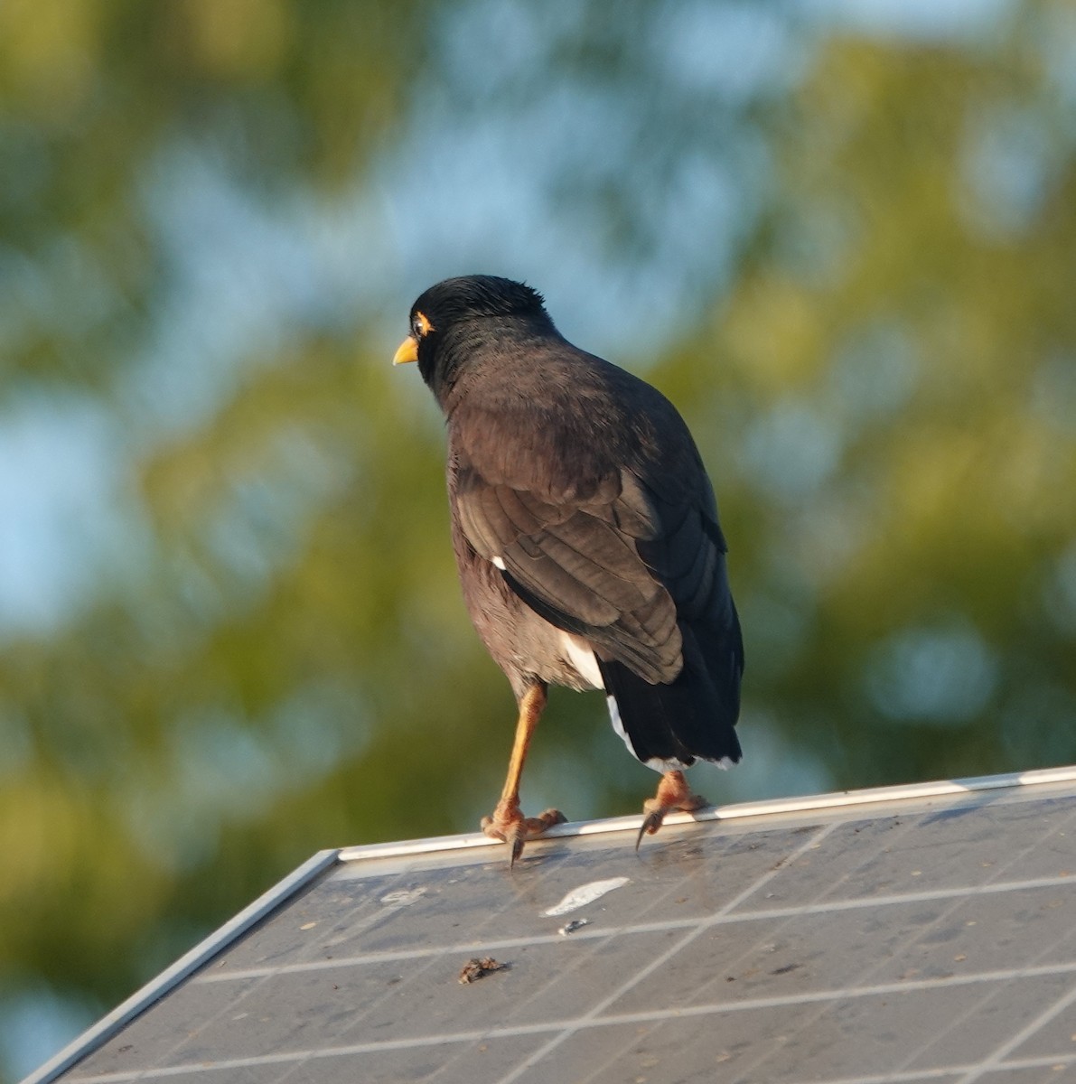 Common Myna - ML646834255