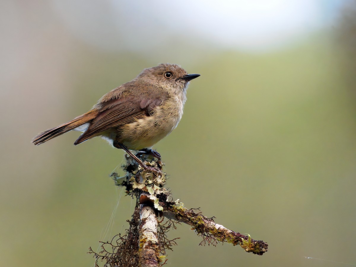 Mountain Thornbill - ML646834256