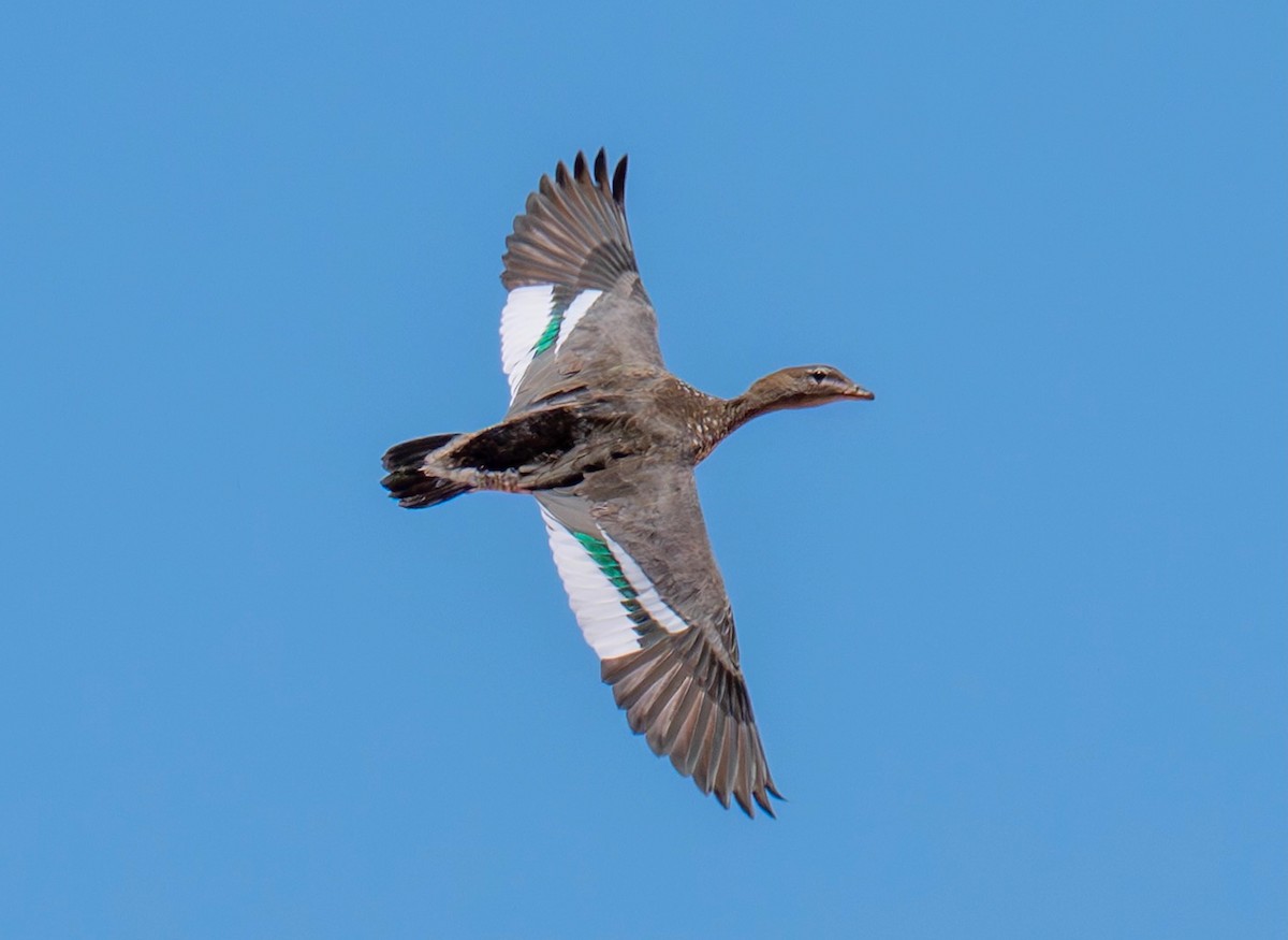 Maned Duck - ML646834257