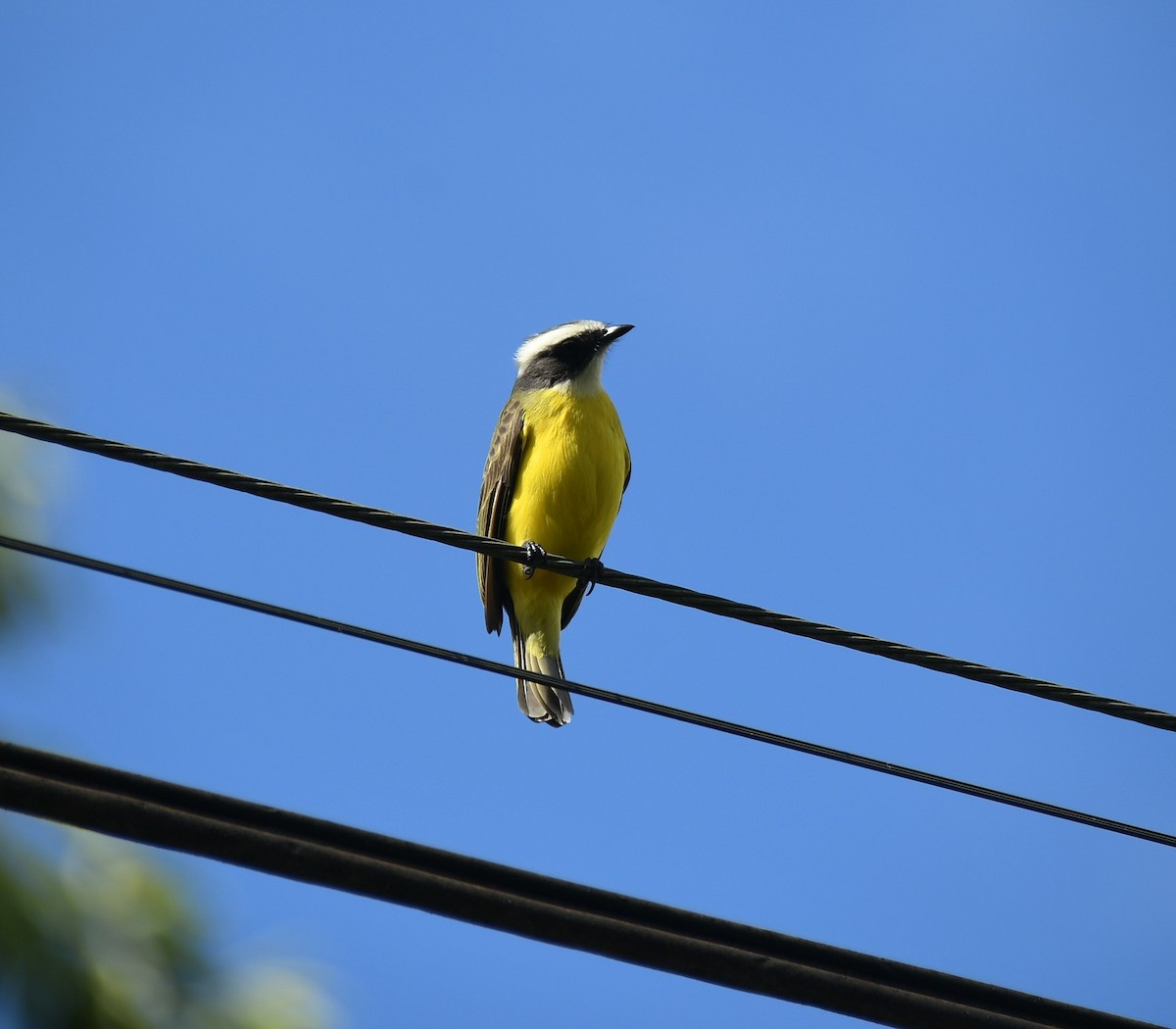 Bienteveo Sociable - ML646834258